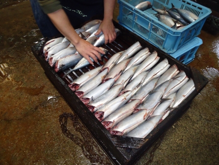縺縺怜ーら畑縲辟。豺サ蜉繝サ螟ゥ辟カシ√し繝先悽譫ッ遽シ2陲具シ