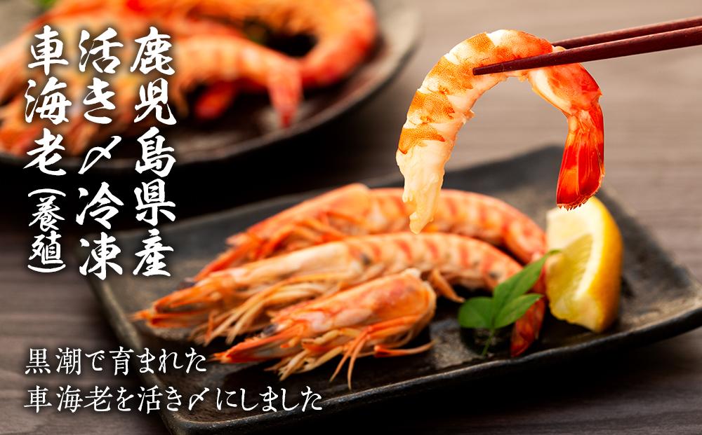 鹿児島県産 活き〆冷凍 車海老（養殖）Lサイズ 計600g（300g 14～16尾2パック）セット