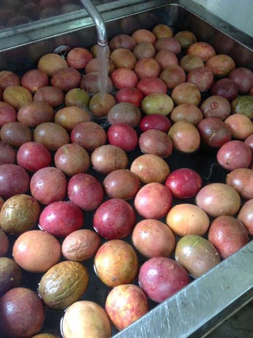 【数量限定】南国の味「10％パッションフルーツ果汁入り飲料」30本入り