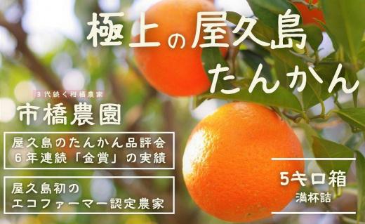 ＜先行予約／数量限定＞【市橋農園】屋久島産たんかん 5キロ箱（秀品／贈答用としても)