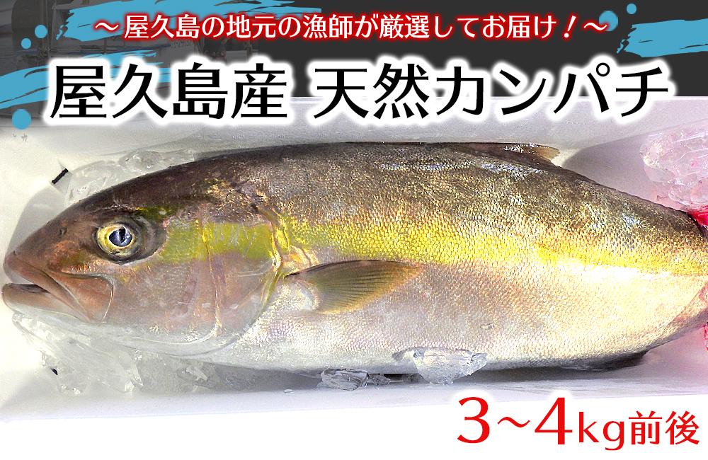 屋久島産 天然カンパチ 3～4kg前後