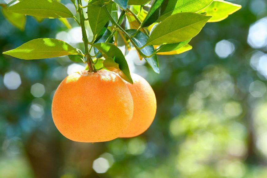 屋久島フルーツバター 1本（屋久島たんかん）＜2021熊毛地域特産品コンクール 最優秀賞受賞＞