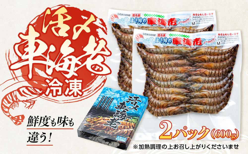 鹿児島県産 活き〆冷凍 車海老（養殖）Mサイズ計600g（300g 17～20尾×2パック）セット