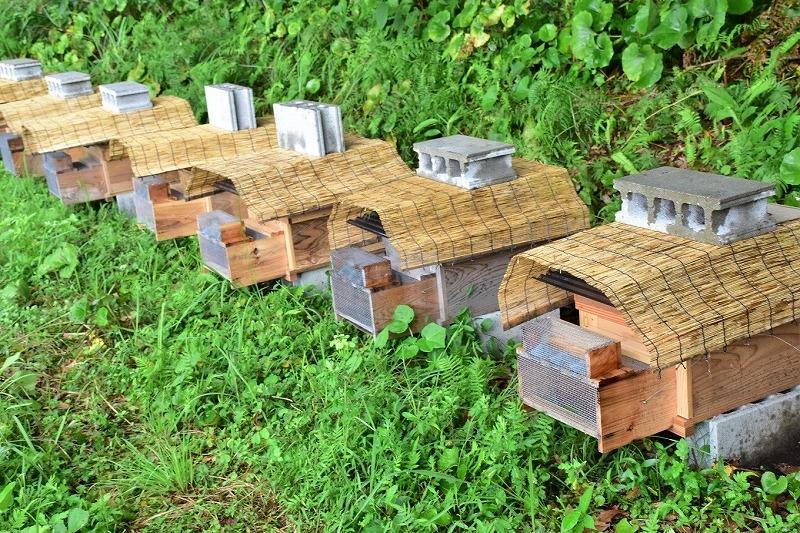 ã2026å¹Žæ¥æ¡ãå
è¡äºçŽãå±ä¹
å³¶ç£çŽç²ã¯ã¡ã¿ã€ 600g 2æ¬è©°ã èš1.2kg