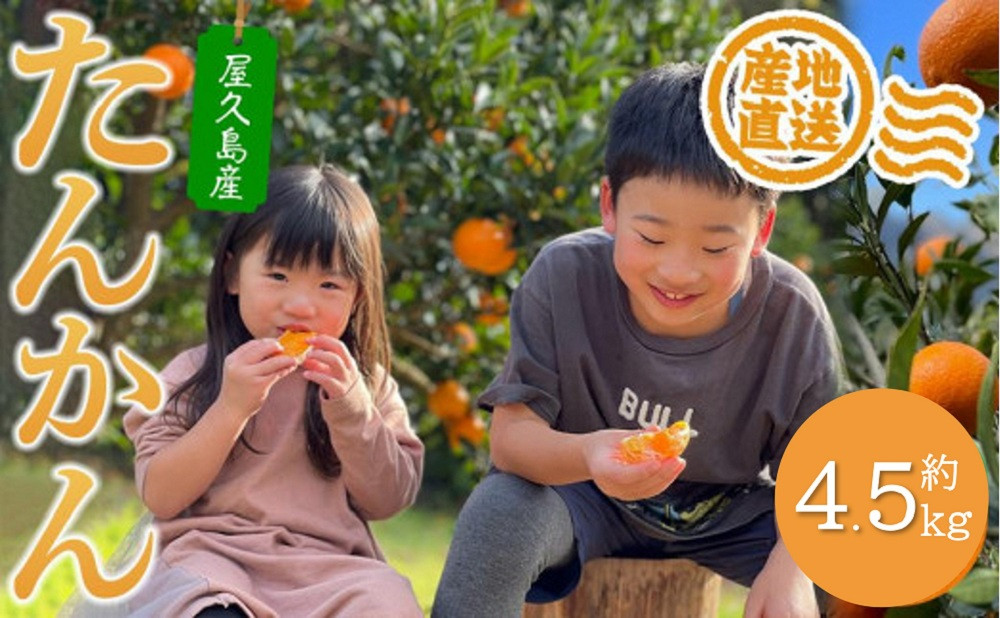 【先行予約・2027年発送】家庭用・訳あり 屋久島産たんかん4.5kg満杯箱(M～3Lサイズ混合・約26玉前後)