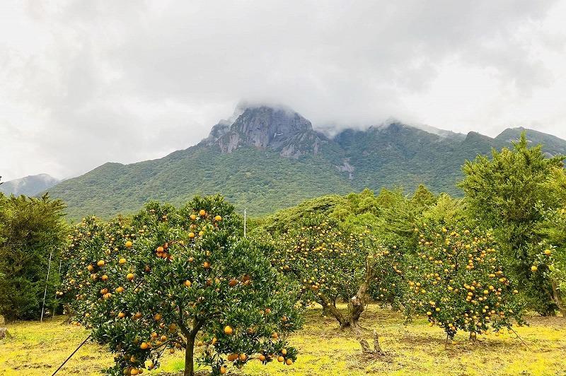 屋久島産精油セット（地杉＆たんかん 各3ml）