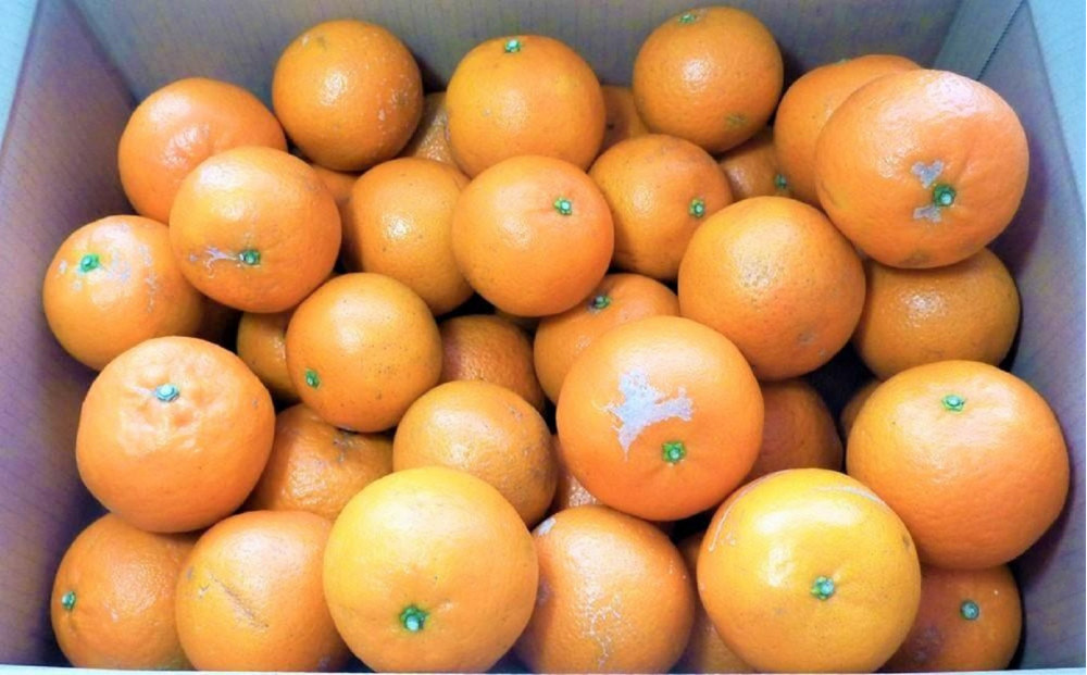 ＜先行予約／数量限定＞屋久島産たんかん 自家用(訳あり品) 約3kg(S～2Lサイズ・少々キズあり)【2027年2月中旬以降お届け】