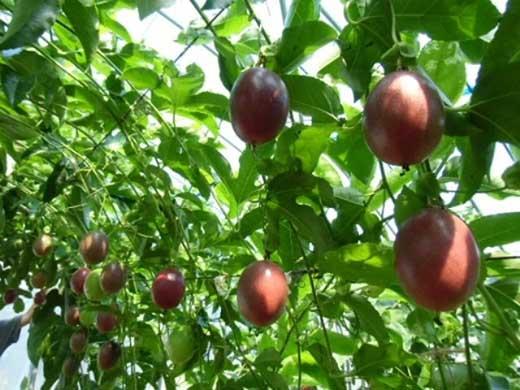 【数量限定】南国の味「10％パッションフルーツ果汁入り飲料」12本入り