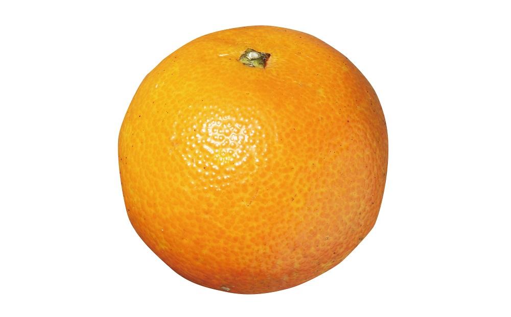 2026幎 å±ä¹
å³¶ç£ãããã å®¶åºçš èš³ãã çŽ5kg(Sïœ2Lãµã€ãºã»å°ã
ããºãã)ïŒå
è¡äºçŽïŒæ°ééå®ïŒ