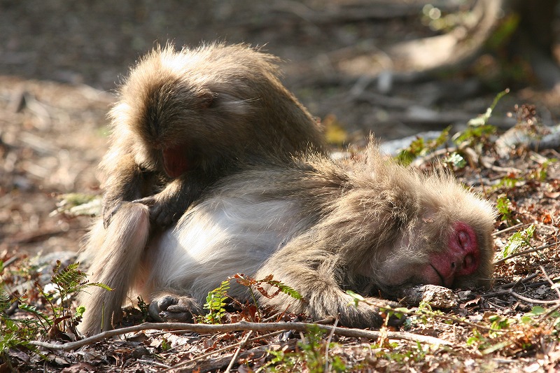屋久島プライベート＆カスタマイズツアー