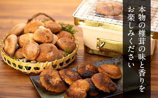 希少・原木栽培！屋久島産・新鮮採りたて生椎茸 1kg (200g×5袋)