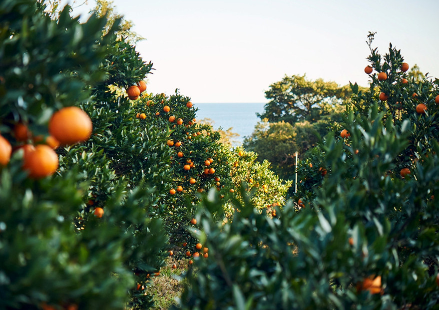 å±ä¹
å³¶ç£ããããã®ãã³ãã³ãã¿6åã»ãã