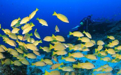 スノーケリング