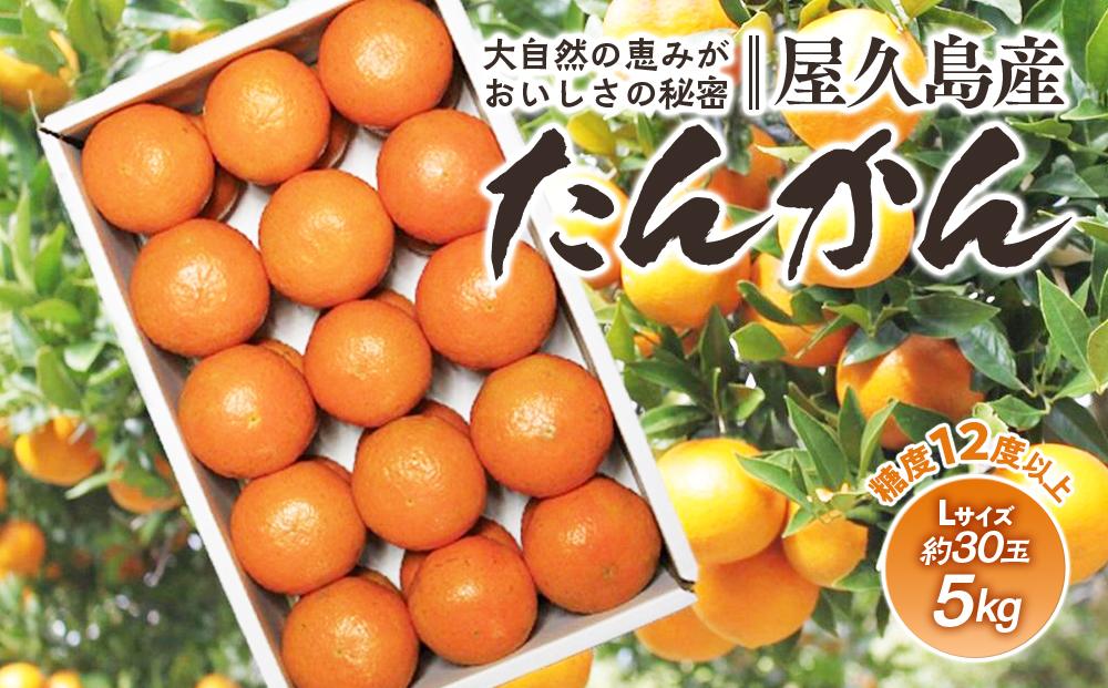 ＜先行予約／数量限定＞屋久島産たんかん 約5kg（Lサイズ／約30玉）【2027年2月中旬以降お届け】
