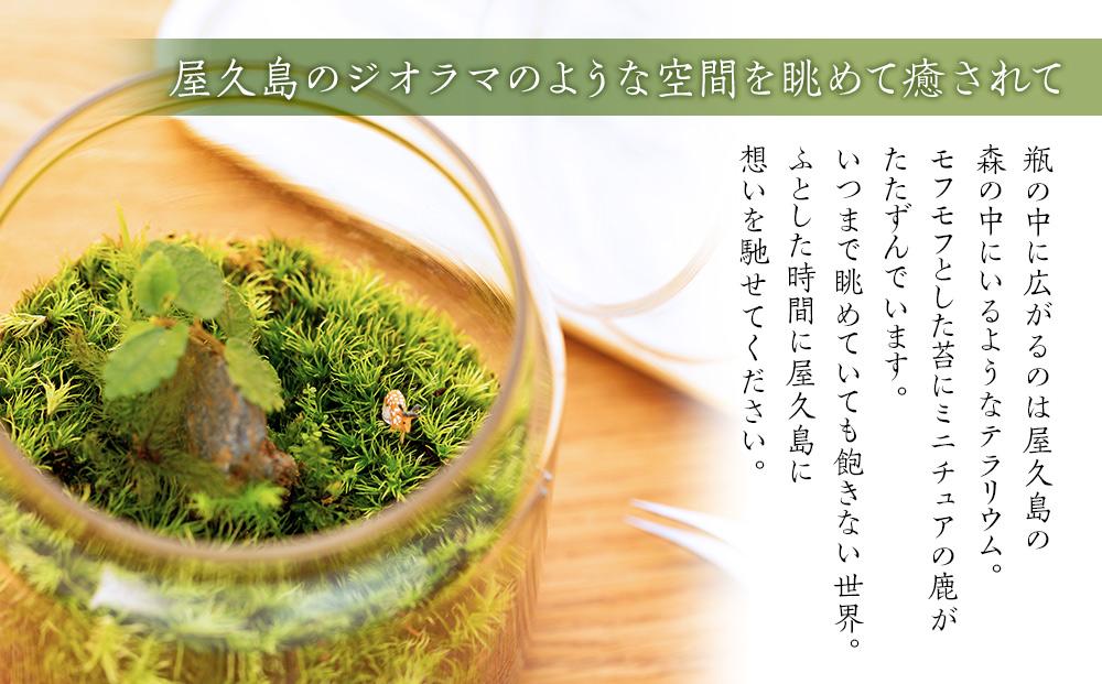 屋久島苔テラリウム