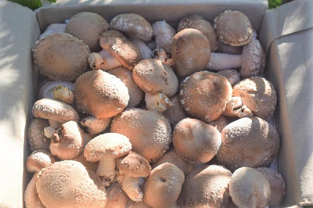 希少・原木栽培！屋久島産・新鮮採りたて生椎茸 1kg (200g×5袋)