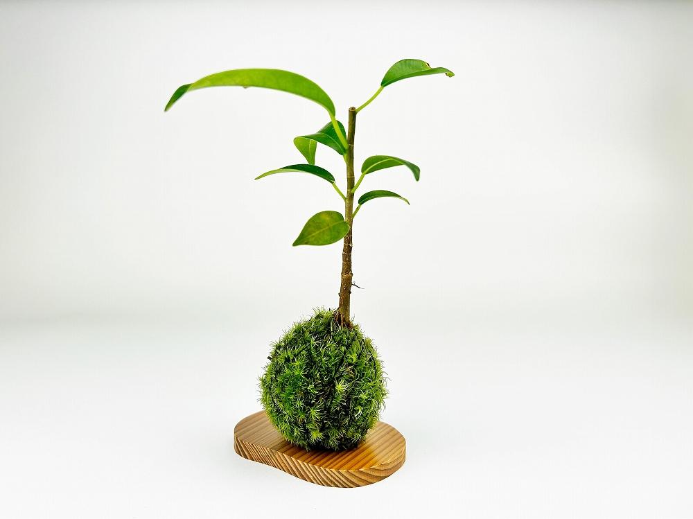 繧ャ繧ク繝・繝槭Ν縺ョ闍皮脂(闍皮脂逕ィ螻倶ケ譚臥堊莉倥″)