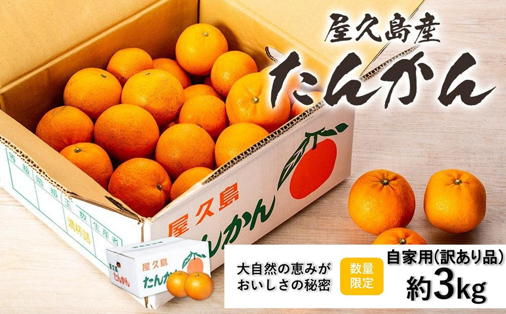 ＜先行予約／数量限定＞屋久島産たんかん 自家用(訳あり品) 約3kg(S～2Lサイズ・少々キズあり)【2027年2月中旬以降お届け】