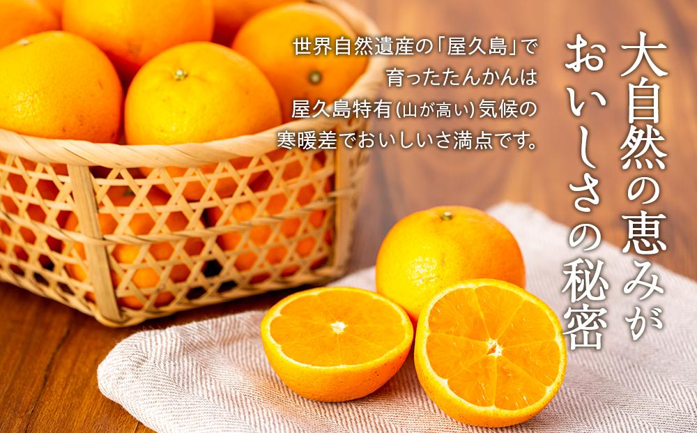 ïŒå
è¡äºçŽïŒæ°ééå®ïŒå±ä¹
å³¶ç£ãããã çŽ5kgïŒMãµã€ãºïŒçŽ40çïŒã2027幎2æäžæ¬ä»¥éãå±ãã