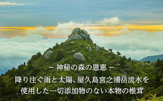 希少・原木栽培！屋久島産・新鮮採りたて生椎茸 1kg (200g×5袋)