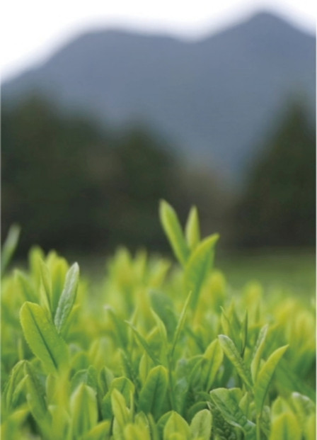 縲先焚驥城剞螳壹大ア倶ケ蟲カ闌カ繝励Μ繝ウシ鮟偵∩縺、6蛟九そ繝繝