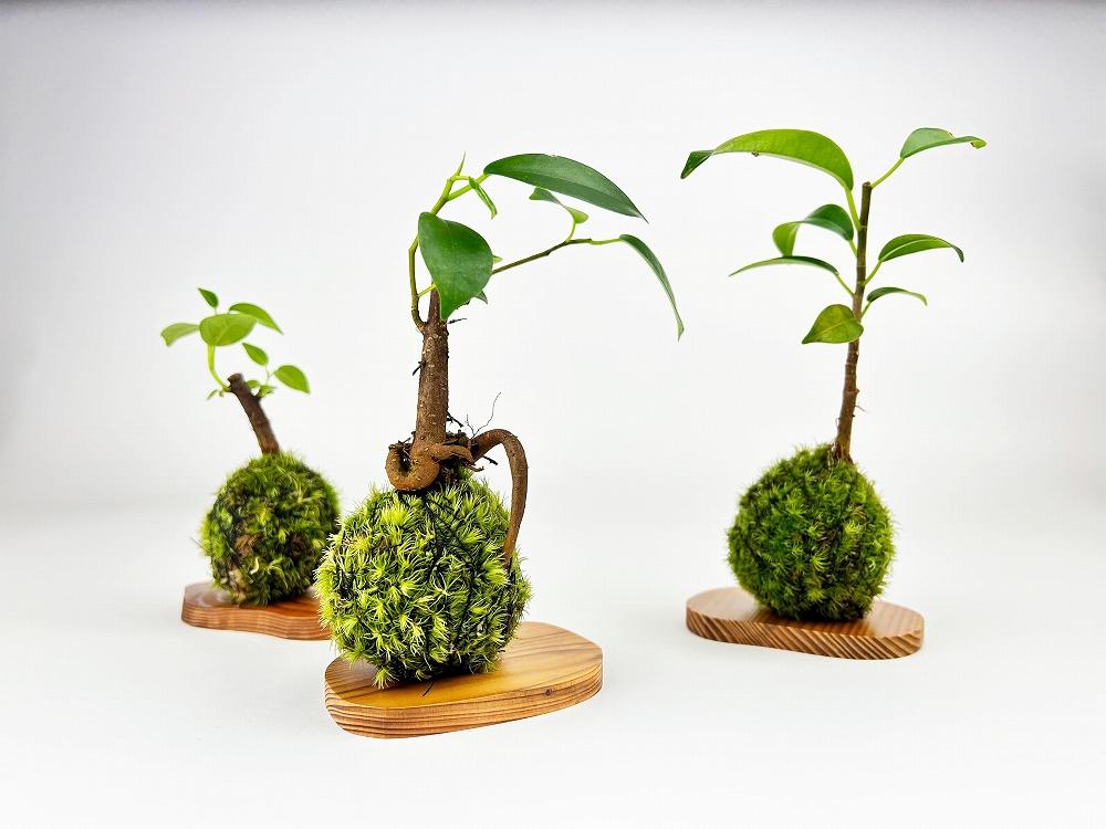 繧ャ繧ク繝・繝槭Ν縺ョ闍皮脂(闍皮脂逕ィ螻倶ケ譚臥堊莉倥″)