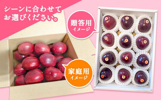 【2025年7月発送中】パッションフルーツ 1.5kg ( 家庭用 ) バラ詰め サイズ混合 【数量限定 期間限定】 鹿児島県産 国産 奄美大島 宇検村 果物 フルーツ リリコイ 果物時計草 デザート 旬 新物 奄美大島開運酒造