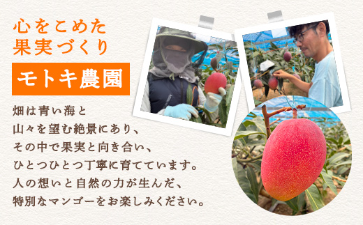 【2025年8月発送】今が旬！ 完熟 アップル マンゴー 2kg（4～6玉）モトキ農園 鹿児島県 奄美大島 宇検村 南国 マンゴー フルーツ 果物