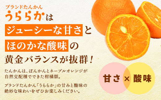 【予約・数量限定】2026年2月～出荷予定 【家庭用】奄美大島産たんかん5kg S~2Lサイズ混合 渡タンカン農園 もぎたて 旬をお届け