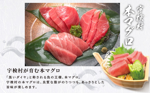 奄美大島 宇検村 本マグロ ( 大トロ 中トロ ) 400g 簡単 お刺身 セット 今が旬 柵 冷凍 宇検村産 鮪 まぐろ 海鮮 刺し身 さしみ 生食用 鹿児島県 奄美大島 宇検村