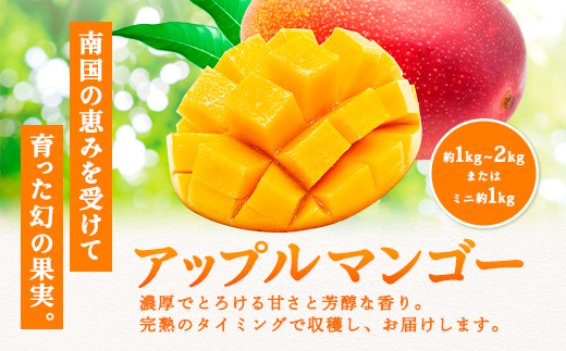 【2025年8月発送】今が旬！ 完熟 アップル マンゴー 2kg（4～6玉）モトキ農園 鹿児島県 奄美大島 宇検村 南国 マンゴー フルーツ 果物