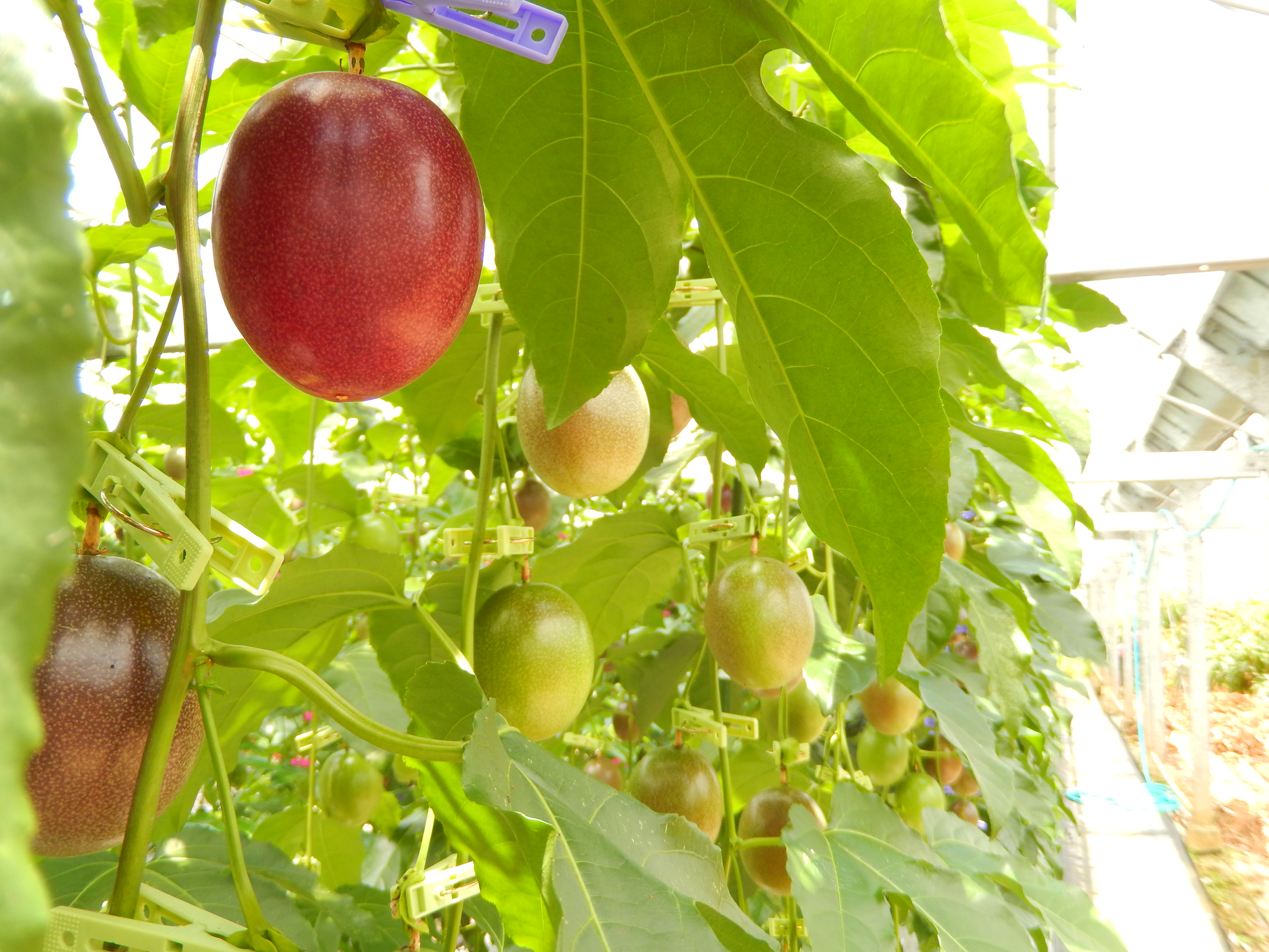 【先行予約】パッションフルーツ 贈答用 (12個入×1箱) 【7月～9月頃出荷開始】 リリコイ 果物 フルーツ デザート 人気 南国 デザート 奄美大島 宇検村 鹿児島 一どん