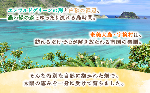 【2025年8月発送】今が旬！ 完熟 アップル マンゴー 2kg（4～6玉）モトキ農園 鹿児島県 奄美大島 宇検村 南国 マンゴー フルーツ 果物