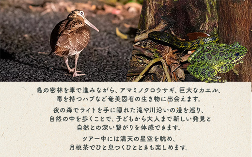 生き物ナイトツアー 2名様 奄美大島 宇検村 鹿児島県 旅行 自然 冒険 完全プライベート