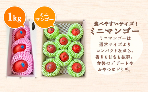 【2025年8月発送】今が旬！ 完熟 アップル マンゴー 2kg（4～6玉）モトキ農園 鹿児島県 奄美大島 宇検村 南国 マンゴー フルーツ 果物