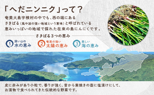 【先行予約】【2026年5～6月頃順次発送予定】辛いざくざく島ニンニク 2個セット 油漬け 無農薬 辛口 スタミナ 国産 宇検村 数量限定 期間限定 奄美大島 鹿児島県 送料無料