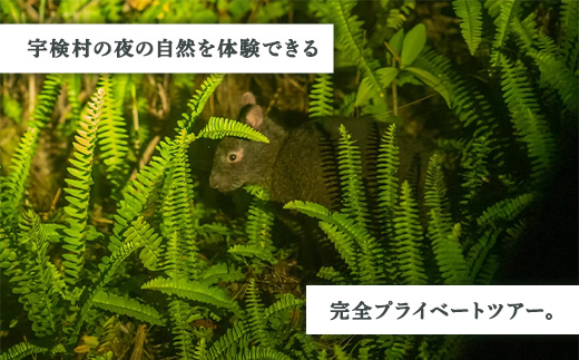 生き物ナイトツアー 2名様 奄美大島 宇検村 鹿児島県 旅行 自然 冒険 完全プライベート