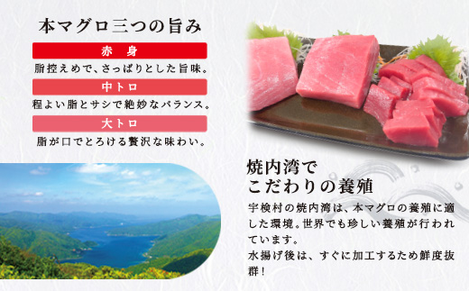 奄美大島 宇検村 本マグロ ( 大トロ 中トロ ) 400g 簡単 お刺身 セット 今が旬 柵 冷凍 宇検村産 鮪 まぐろ 海鮮 刺し身 さしみ 生食用 鹿児島県 奄美大島 宇検村
