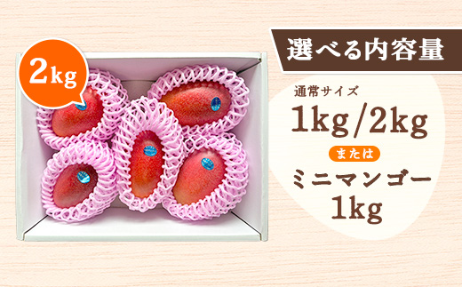 【2025年8月発送】今が旬！ 完熟 アップル マンゴー 2kg（4～6玉）モトキ農園 鹿児島県 奄美大島 宇検村 南国 マンゴー フルーツ 果物