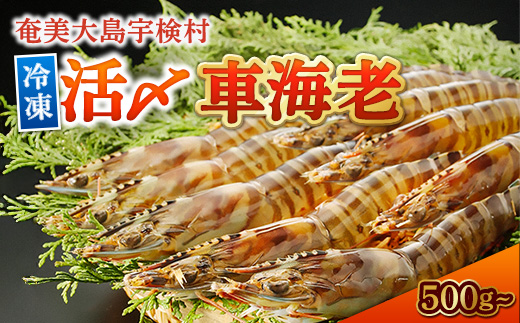 冷凍車えび500g 贈答箱入り 活〆車海老 車えび エビ 魚介 海鮮 奄美大島 宇検村 鹿児島