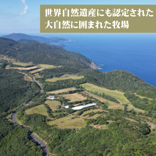 【鹿児島県産 黒毛和牛】カルビ 400g 大都牛 奄美大島 宇検村 経産牛 赤身 ヘルシー