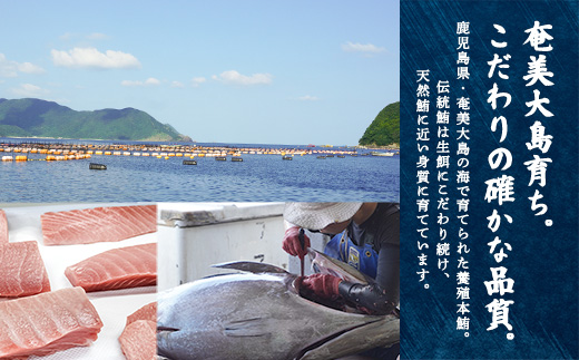 奄美大島 伝統鮪 厚切り 中トロ・赤身（各1柵 各250g）セット 柵 冷凍 鮪 まぐろ 海鮮 刺し身 お刺身 さしみ 生食用 赤身 中トロ 鹿児島県 奄美大島 宇検村