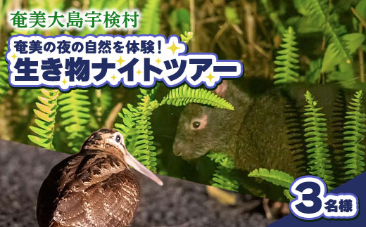 生き物ナイトツアー 3名様 奄美大島 宇検村 鹿児島県 旅行 自然 冒険 完全プライベート