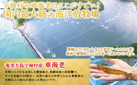 蜀キ蜃崎サ翫∴縺ウ500g 雍育ュ皮ョア蜈・繧 豢サ縲霆頑オキ閠 霆翫∴縺ウ 繧ィ繝 鬲壻サ 豬キ魄ョ 螂鄒主、ァ蟲カ 螳讀懈搗 鮖ソ蜈仙ウカ