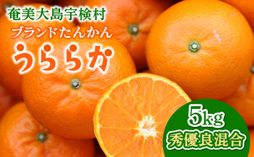 【予約・数量限定】2026年2月～出荷予定《ブランドたんかん》うららか 光センサー 秀優良品 M~2Lサイズ混合 奄美大島産たんかん5kg 渡タンカン農園 もぎたて 旬をお届け