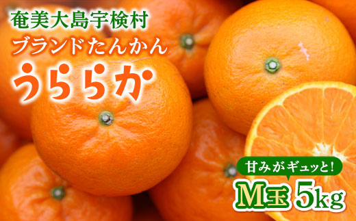 《ブランドたんかん》うららか(M玉 5kg)糖度10%以上【2025年2月～出荷開始】 タンカン 果物 フルーツ 柑橘 奄美大島 宇検村 鹿児島