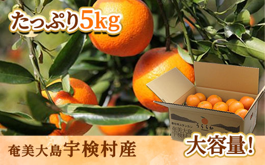 奄美大島たんかん 10キロ 【2L】