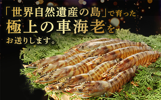 蜀キ蜃崎サ翫∴縺ウ500g 雍育ュ皮ョア蜈・繧 豢サ縲霆頑オキ閠 霆翫∴縺ウ 繧ィ繝 鬲壻サ 豬キ魄ョ 螂鄒主、ァ蟲カ 螳讀懈搗 鮖ソ蜈仙ウカ