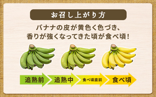 【先行予約】完熟 三尺 バナナ 〈4月より順次発送〉完熟バナナ 国産 フルーツ 果物 奄美大島 宇検村 家庭用 贈答 数量限定 プリン専門店 che