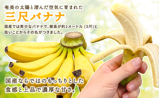 【先行予約】完熟 三尺 バナナ 〈4月より順次発送〉完熟バナナ 国産 フルーツ 果物 奄美大島 宇検村 家庭用 贈答 数量限定 プリン専門店 che